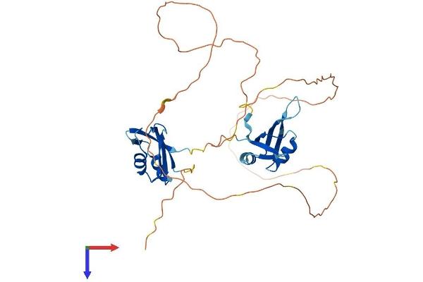 MSI1 Protein (AA 1-362) (His tag)