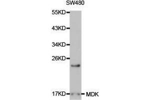 Western Blotting (WB) image for anti-Midkine (Neurite Growth-Promoting Factor 2) (MDK) antibody (ABIN1873672) (Midkine Antikörper)