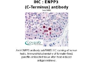 Image no. 2 for anti-Ectonucleotide pyrophosphatase/phosphodiesterase 3 (ENPP3) (C-Term) antibody (ABIN1734046) (ENPP3 Antikörper  (C-Term))