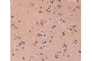Used in DAB staining on fromalin fixed paraffin- embedded brain tissue (XPO5 Antikörper  (AA 2-180))