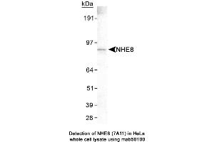 Image no. 1 for anti-Solute Carrier Family 9 (Sodium/hydrogen Exchanger), Member 8 (SLC9A8) (C-Term) antibody (ABIN363254) (NHE8 Antikörper  (C-Term))