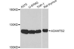 Western blot analysis of extracts of various cell lines, using ADAMTS2 Antibody. (Adamts2 Antikörper)