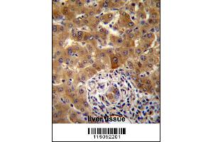PHF17 Antibody immunohistochemistry analysis in formalin fixed and paraffin embedded human liver tissue followed by peroxidase conjugation of the secondary antibody and DAB staining. (PHF17 Antikörper  (N-Term))