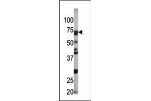 The anti-Phospho-CDC6-S54 Pab (ABIN389537 and ABIN2839584) is used in Western blot to detect Phospho-CDC6-S54 in Ramos tissue lysate (CDC6 Antikörper  (pSer54))