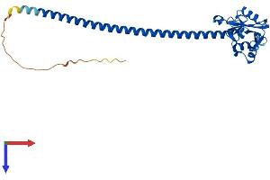 CLEC12B Protein (AA 1-276) (His tag)