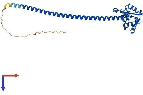 CLEC12B Protein (AA 1-276) (His tag)