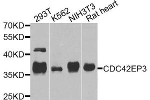 Western blot analysis of extracts of various cells, using CDC42EP3 antibody. (CDC42EP3 Antikörper)