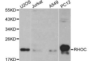 Western blot analysis of extracts of various cell lines, using RHOC antibody. (RHOC Antikörper)