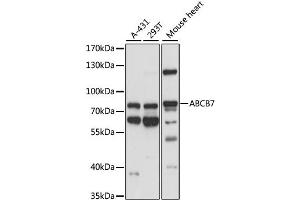 Western blot analysis of extracts of various cell lines, using ABCB7 antibody. (ABCB7 Antikörper)