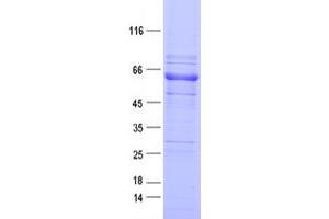 Validation with Western Blot (EPHA1 Protein (DYKDDDDK Tag))