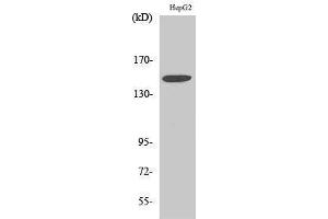 Western Blotting (WB) image for anti-Integrin, alpha 3 (ITGA3) (Internal Region) antibody (ABIN3185196)