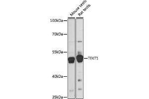 Western blot analysis of extracts of various cell lines, using TEKT1 antibody (ABIN7270759) at 1:1000 dilution. (TEKT1 Antikörper  (AA 1-300))