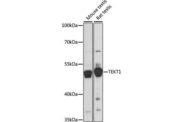 TEKT1 抗体  (AA 1-300)