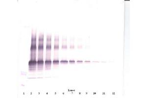 Image no. 1 for anti-Nephroblastoma Overexpressed (NOV) antibody (ABIN465355)