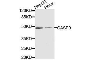 Western Blotting (WB) image for anti-Caspase 9, Apoptosis-Related Cysteine Peptidase (CASP9) antibody (ABIN1871476) (Caspase 9 Antikörper)