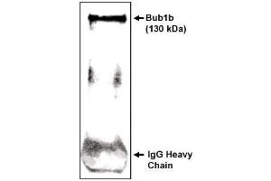 Image no. 1 for anti-Budding Uninhibited By Benzimidazoles 1 Homolog beta (Yeast) (BUB1B) (C-Term) antibody (ABIN265006) (BUB1B Antikörper  (C-Term))