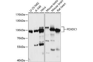 Western blot analysis of extracts of various cell lines, using PDXDC1 antibody (ABIN7269759) at 1:1000 dilution. (PDXDC1 Antikörper  (AA 489-788))