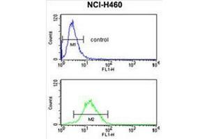 CCNB1IP1 Antibody (C-term) flow cytometry analysis of NCI-H460 cells (bottom histogram) compared to a negative control cell (top histogram).