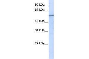 WB Suggested Anti-EIF2S3 Antibody Titration:  0. (EIF2S3 Antikörper  (N-Term))