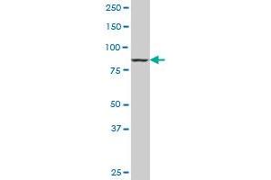 DNAJC10 monoclonal antibody (M02A), clone 3A8. (DNAJC10 Antikörper  (AA 688-793))