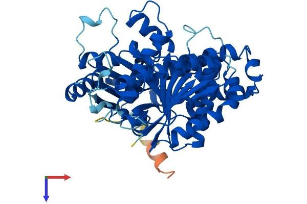 TUBB4 Protein (AA 1-444) (His tag)