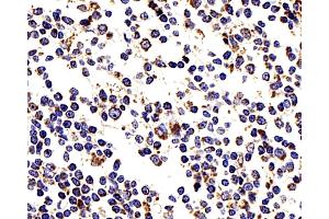 Immunohistochemistry analysis of paraffin-embedded human tonsil using COX4I1 Polyclonal Antibody at dilution of 1:200. (COX IV Antikörper)
