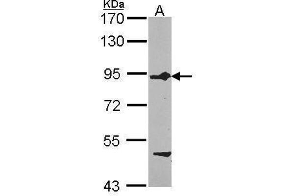 FIG4 Antikörper  (Center)