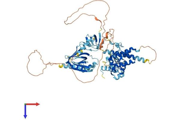 EPS8-Like 3 Protein (EPS8L3) (AA 1-600) (His tag)