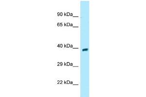 WB Suggested Anti-GPR68 Antibody Titration: 1. (GPR68 Antikörper  (Middle Region))