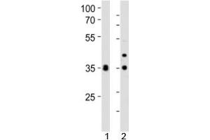 Western blot analysis of lysate from 1) human HeLa and 2) mouse NIH3T3 cell line using WDR5 antibody at 1:1000. (WDR5 Antikörper  (C-Term))