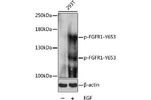 Western blot analysis of extracts of 293T cells, using Phospho-FGFR1-Y653 pAb (ABIN3023540, ABIN3023541, ABIN3023542 and ABIN6225396) at 1:1000 dilution. (FGFR1 Antikörper  (pTyr653))