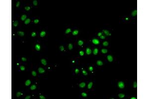 Immunofluorescence analysis of A549 cell using MORF4L1 antibody. (MORF4L1 Antikörper)