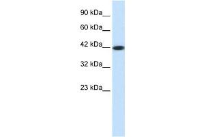 WB Suggested Anti-SSTR4 Antibody Titration: 0. (SSTR4 Antikörper  (Middle Region))