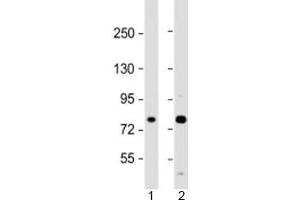 Western blot testing of human 1) A431 and 2) U-2OS cell lysate with MAN1A2 antibody at 1:2000. (MAN1A2 Antikörper  (AA 342-373))