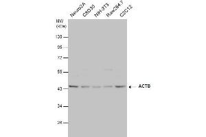 WB Image beta Actin antibody detects beta Actin protein by western blot analysis. (beta Actin Antikörper  (C-Term))