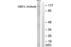 Western blot analysis of extracts from HeLa cells, using UBE1L Antibody. (UBA7 Antikörper  (AA 963-1012))