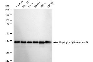 Western blotting analysis using Peptidylprolyl isomerase D antibody (ABIN7799768). (Rekombinanter PPID Antikörper)