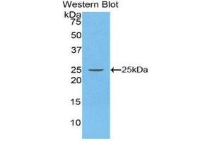 Western Blotting (WB) image for anti-Stromal Cell Derived Factor 2 (SDF2) (AA 19-211) antibody (ABIN1860506)