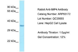 Western Blotting (WB) image for anti-IMP4, U3 Small Nucleolar Ribonucleoprotein (IMP4) (C-Term) antibody (ABIN2790066) (IMP4 Antikörper  (C-Term))