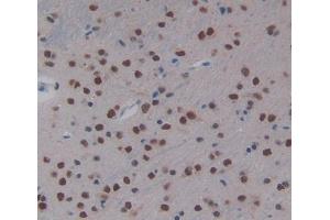 IHC-P analysis of Mouse Tissue, with DAB staining. (NR1I2 Antikörper  (AA 205-390))