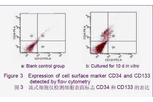 Expression of cell surface marker CD34 and CD133 detected by flow cytometry