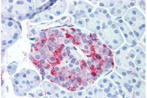 Anti-WNT10A antibody  ABIN1049467 IHC staining of human pancreatic islet. (WNT10A Antikörper  (Internal Region))