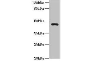 Western blot All lanes: VAT1L antibody at 0.