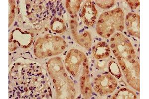 Immunohistochemistry (IHC) image for anti-Actin-Related Protein T1 (ACTRT1) (AA 201-376) antibody (ABIN7143116)