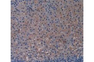 IHC-P analysis of Rat Adrenal Gland Tissue, with DAB staining. (TLR4 Antikörper  (AA 49-247))