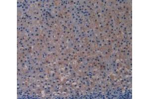 IHC-P analysis of Rat Adrenal Gland Tissue, with DAB staining. (TLR4 Antikörper  (AA 49-247))
