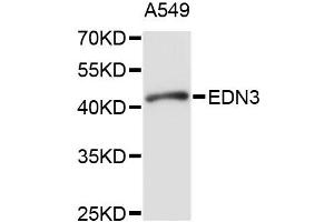 Western blot analysis of extracts of A-549 cells, using EDN3 antibody (ABIN1875400) at 1:1000 dilution. (Endothelin 3 Antikörper)