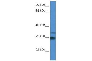 Western Blot showing Odf1 antibody used at a concentration of 1. (ODF1 Antikörper  (Middle Region))