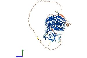 GLYR1 Protein (AA 1-553) (His tag)