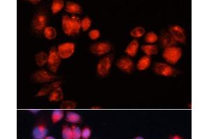 Immunofluorescence analysis of HeLa cells using ABCB7 Polyclonal Antibody at dilution of 1:100 (40x lens). (ABCB7 Antikörper)